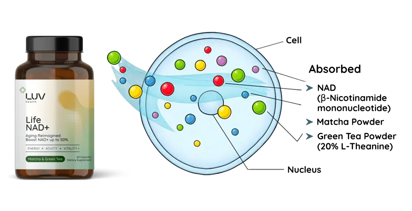 Luv Health Life NAD+ cellular absorption diagram
