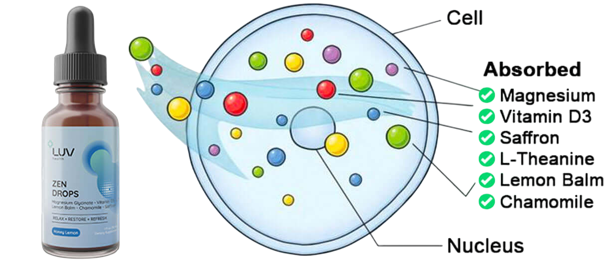 LUV Zen Drops cellular absorption illustration